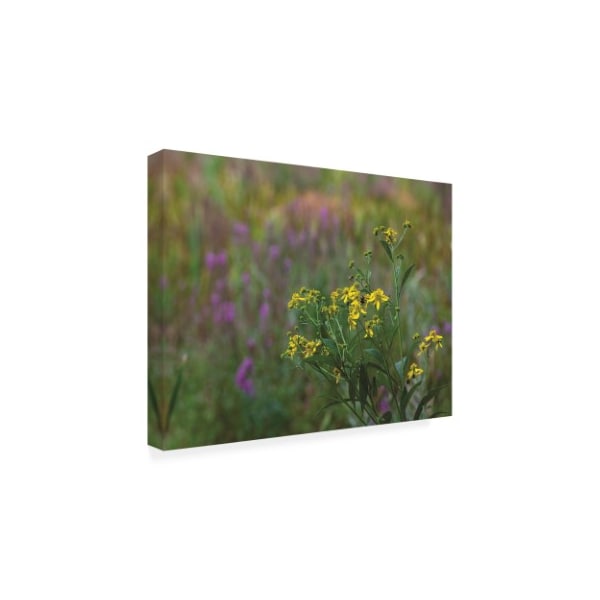 Kurt Shaffer Photographs 'August Wildflowers In The Marsh' Canvas Art,35x47